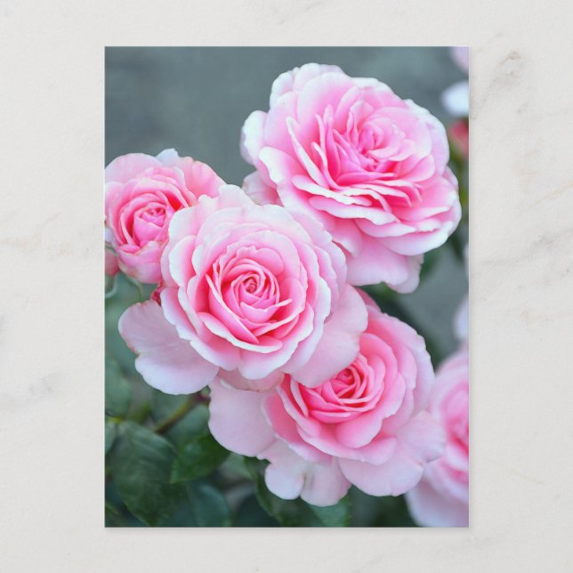 Carte Postale Fleurs de rose rose (Devant)