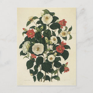 Carte Postale Fleurs de roses de jardin florales vintage