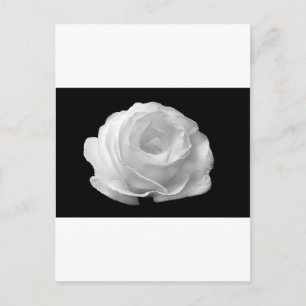Carte Postale Fleurs de Rosier Blanc Jardin Fleurs Paix Amour Ar