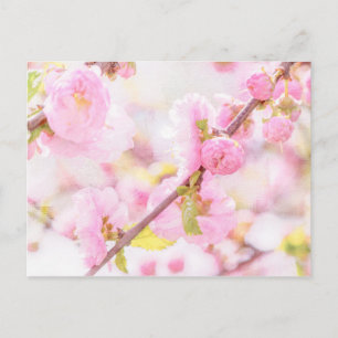 Carte Postale Fleurs de sakura roses - Fleur de cerisier japonai