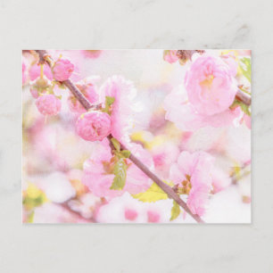 Carte Postale Fleurs de sakura roses - Fleur de cerisier japonai