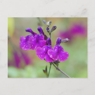 Carte postale Fleurs de salvia violette