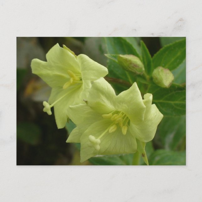 Carte Postale Fleurs de sauvagine jaune, île de l'Unalaska (Devant)