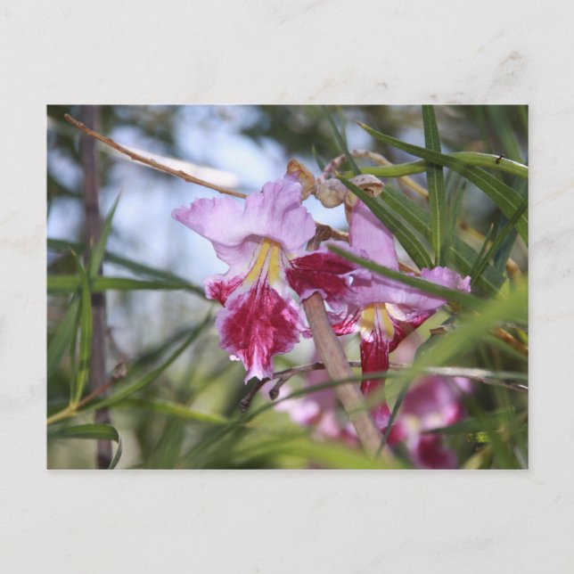 Carte Postale Fleurs de Sedona (Devant)