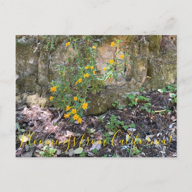 Carte Postale Fleurs de singes en Californie (Devant)