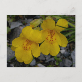 Carte Postale Fleurs de singes, île Unalaska