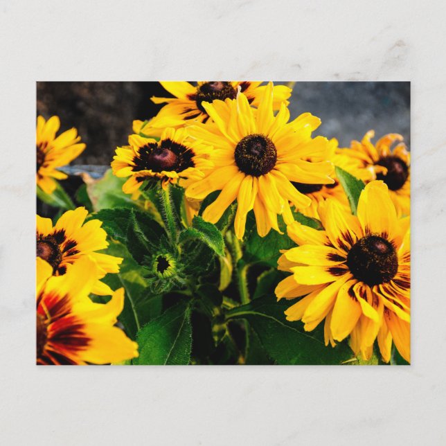 Carte Postale Fleurs de soleil (Devant)
