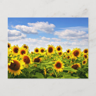 Carte Postale Fleurs de soleil