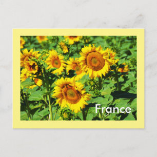 Carte Postale Fleurs de soleil