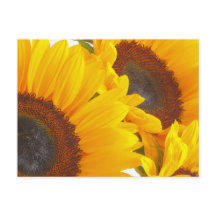 Fleurs de soleil