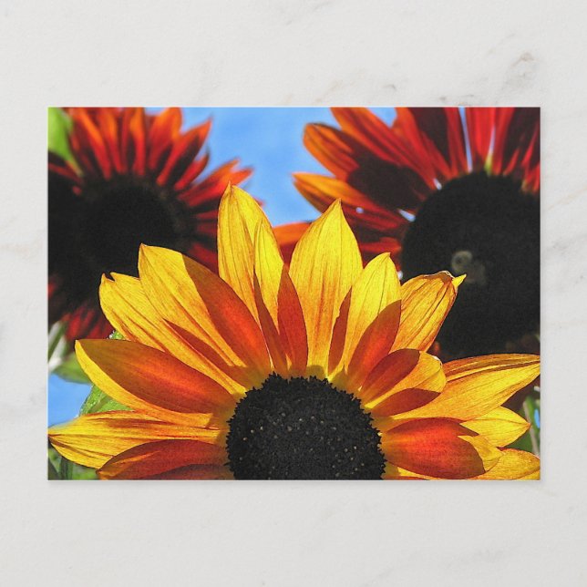 Carte Postale Fleurs de soleil (Devant)