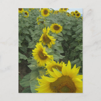 Carte Postale Fleurs de soleil