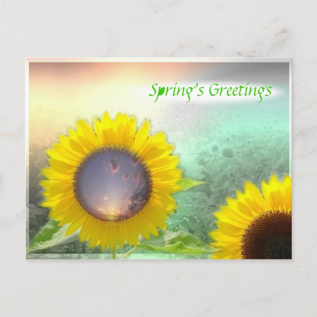 Carte Postale Fleurs de soleil (Devant)