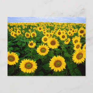 Carte Postale Fleurs de soleil à Fargo, Dakota du Nord