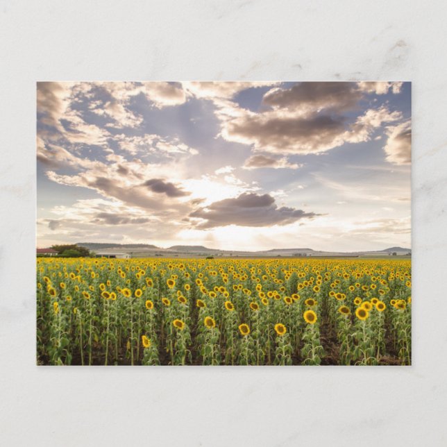 Carte Postale Fleurs de soleil au coucher du soleil (Devant)