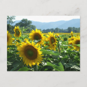 Carte Postale Fleurs de soleil dans les montagnes