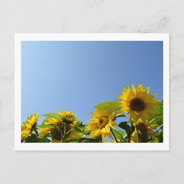 Carte Postale Fleurs de soleil et soleil (Devant)