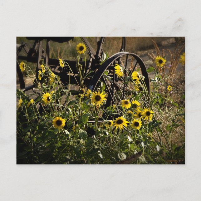 Carte Postale Fleurs de soleil et tracteur (Devant)