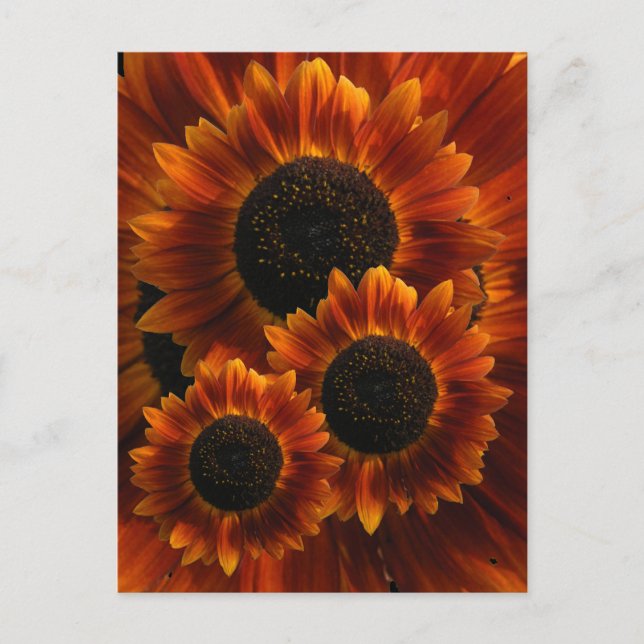 Carte Postale Fleurs de soleil fleurs sauvages (Devant)