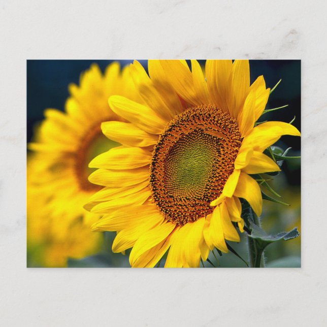 Carte Postale Fleurs de soleil jaunes florales - Bonjour, Amour, (Devant)