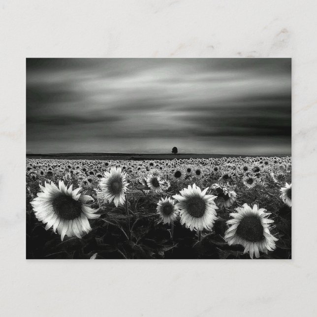 Carte Postale Fleurs de soleil noires et blanches (Devant)