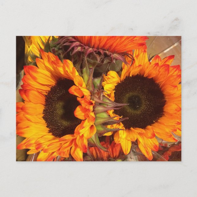 Carte Postale Fleurs de soleil orange (Devant)