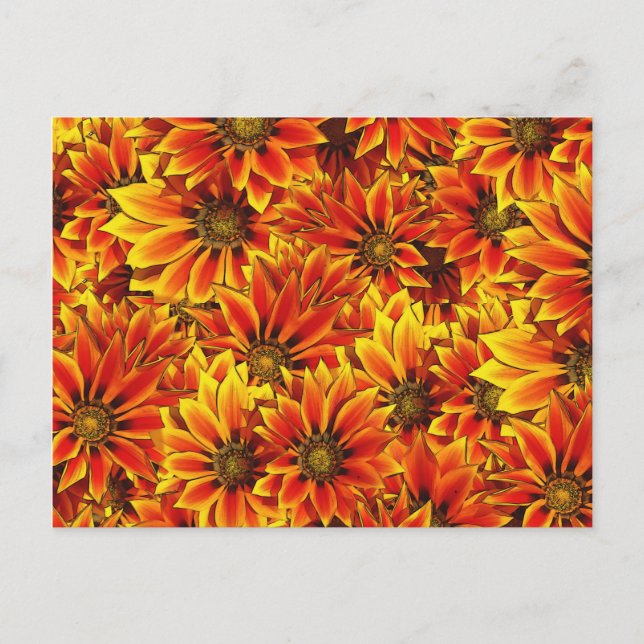 Carte Postale Fleurs de soleil orange (Devant)