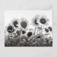Fleurs de tournesol en noir et blanc