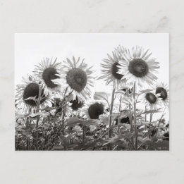Carte Postale Fleurs de tournesol en noir et blanc