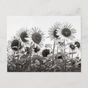 Carte Postale Fleurs de tournesol en noir et blanc