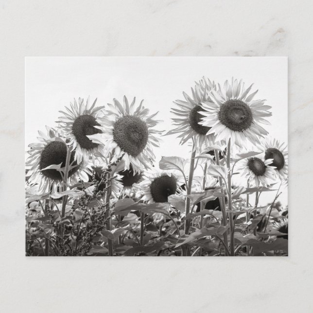 Carte Postale Fleurs de tournesol en noir et blanc (Devant)