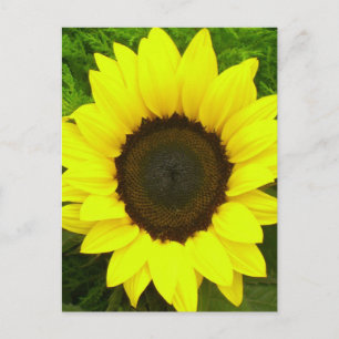 Carte Postale Fleurs de tournesol jaune et vert Floral