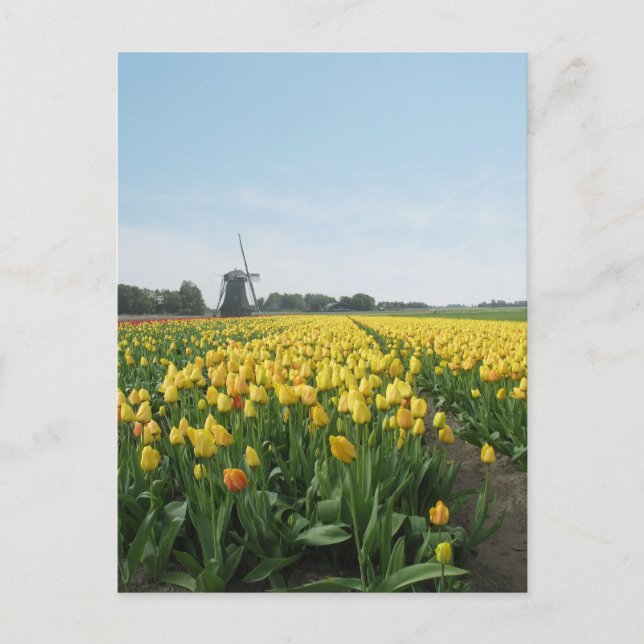 Carte Postale Fleurs de Tulipe Jaune Terrain & Windmill Holland (Devant)