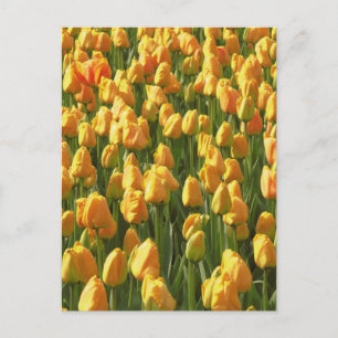 Carte Postale Fleurs de tulipe orange