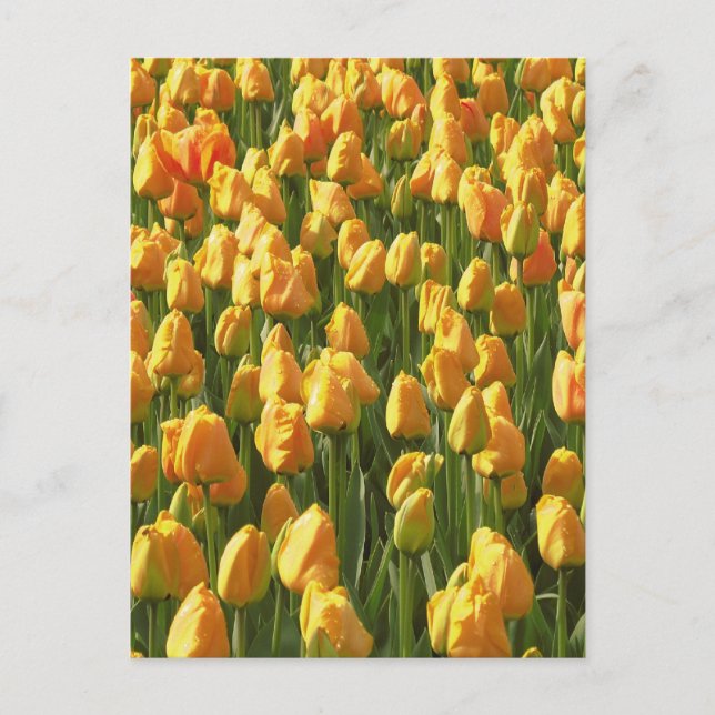 Carte Postale Fleurs de tulipe orange (Devant)