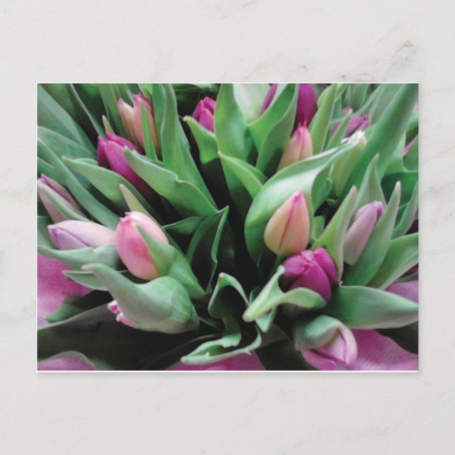 Carte Postale Fleurs de tulipe roses (Devant)