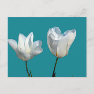 Carte Postale fleurs de tulipes blanches sur fond bleu aqua