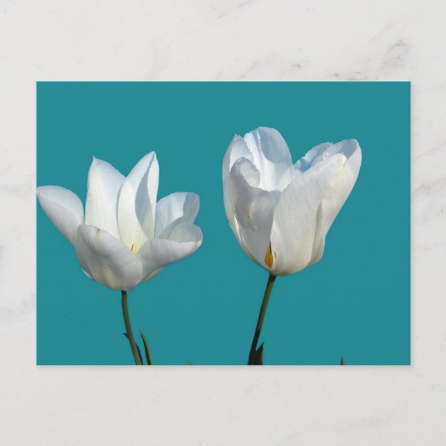 Carte Postale fleurs de tulipes blanches sur fond bleu aqua (Devant)