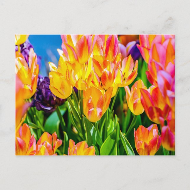 Carte Postale Fleurs de tulipes - Floraison (Devant)
