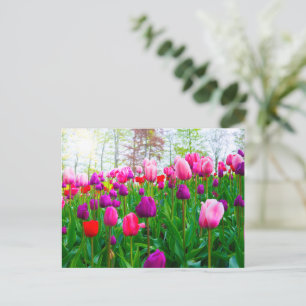 Carte Postale Fleurs de tulipes florissantes au printemps