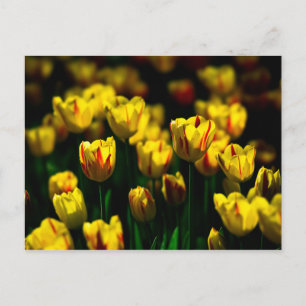 Carte Postale Fleurs de tulipes jaunes