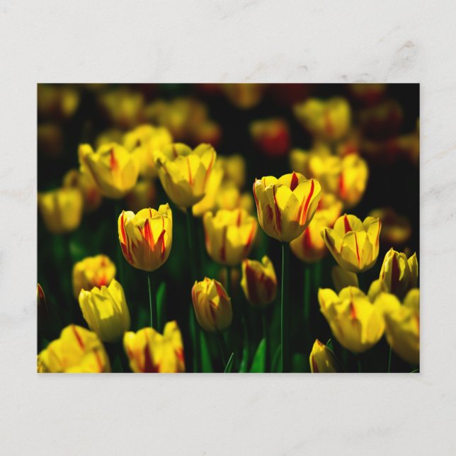 Carte Postale Fleurs de tulipes jaunes (Devant)