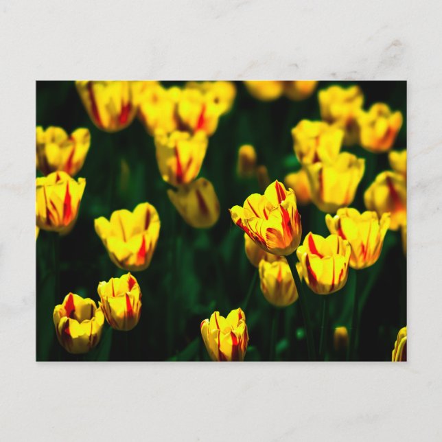 Carte Postale Fleurs de tulipes jaunes (Devant)