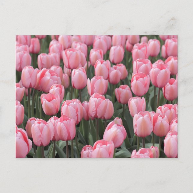Carte Postale Fleurs de tulipes printanières roses  (Devant)