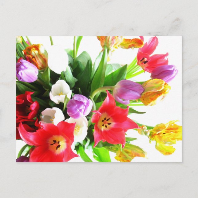 Carte Postale Fleurs de tulipes romantiques (Devant)