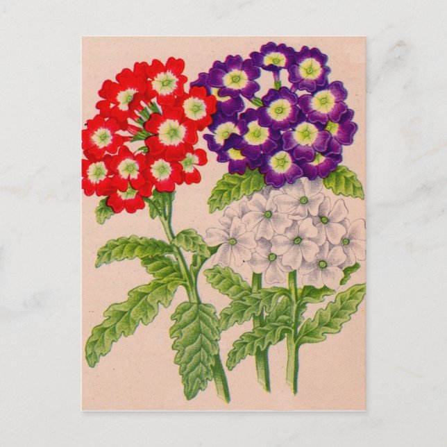 Carte Postale fleurs de verbena en rouge et violet (Devant)