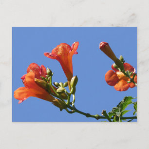 Carte Postale Fleurs de vigne de trompette avec ciel bleu do-it-