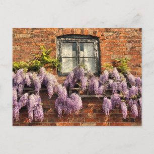 CARTE POSTALE FLEURS DE WISTERIA