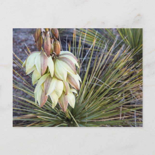 Carte Postale Fleurs de Yucca elata dans le Haut Missouri (Devant)