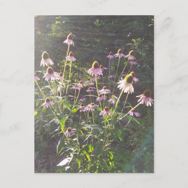 Carte Postale Fleurs d'échinacée au soleil (Devant)